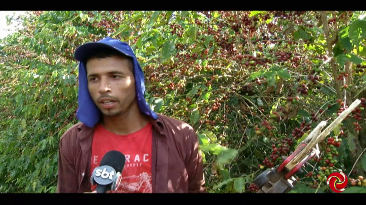 Engenheiros da Minasul orientam sobre colheita do café