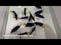 PURPLE RAIN Purple Tangs