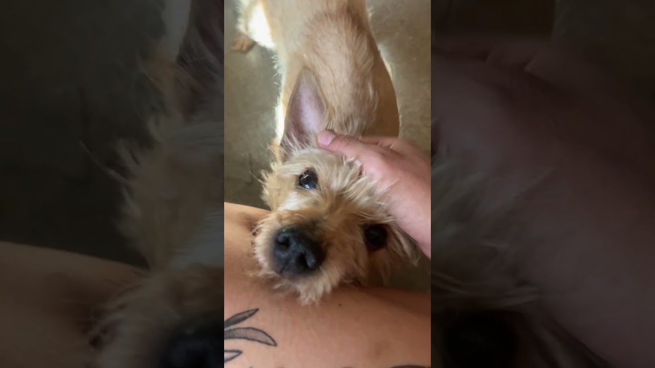 Enlarge Tony, a Adoptable mixed breed in Scottsdale, AZ video 5/6