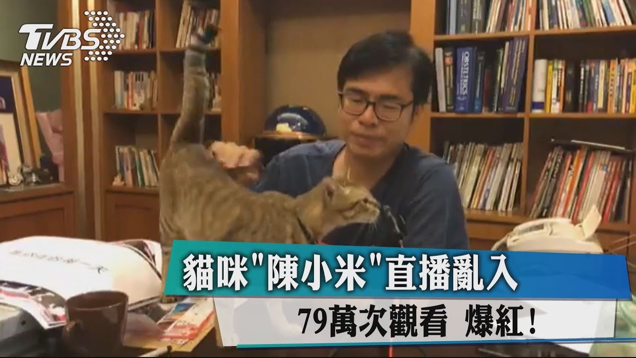 直播亂入！貓咪「陳小米」爆紅　79萬次觀看
