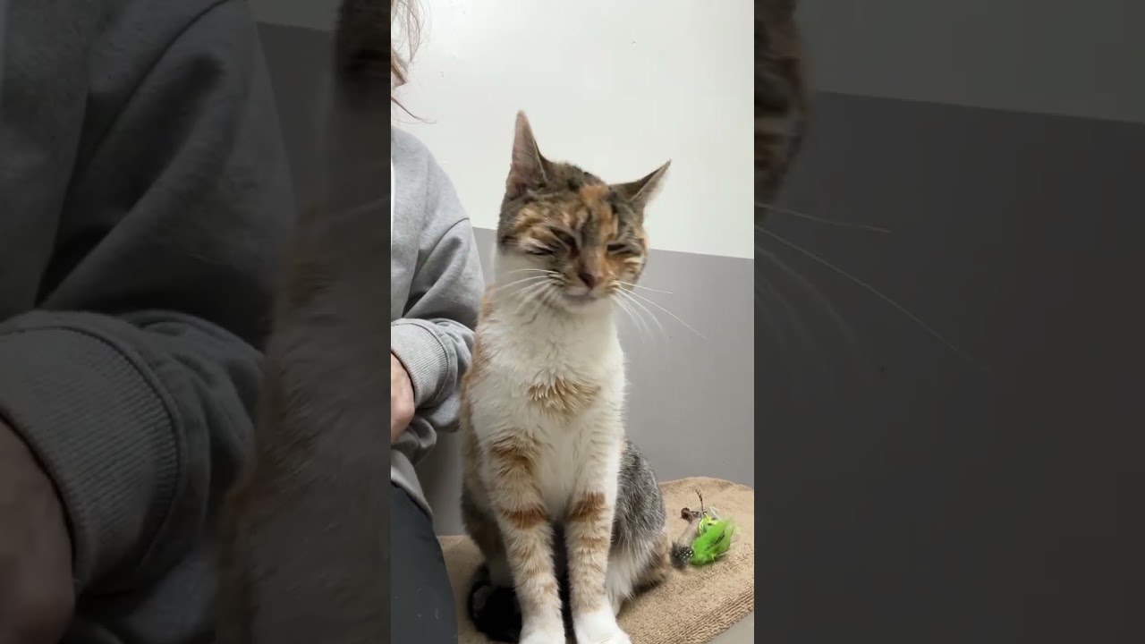 Aubrey, a Adoptable mixed breed in Los Angeles, CA video 6/6