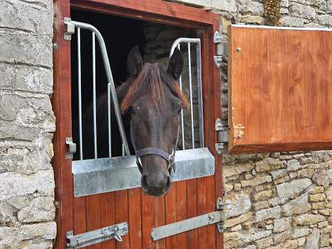 3yo + 5yo RID Gelding GORESBRIDGE 596 - Image 2