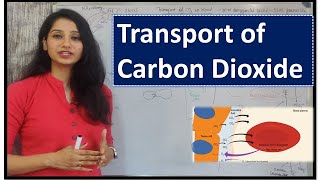 Transport of Carbon dioxide in blood I Human Physiology I Breathing & gas exchange I Respiration I
