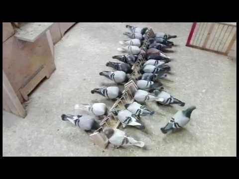 Witwerschlag der SG Tim und Uwe Müller – Röhnfried Racing Team