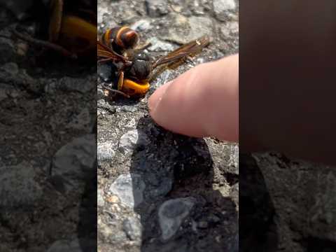 ヨーロッパスズメバチは簡単に識別できます