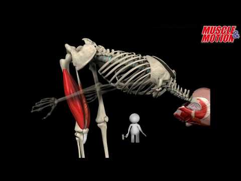 How to Squat Properly: Anatomical Analysis Video