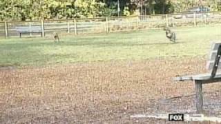 Bark Busters Dog Training - Safety Tips for Kids and Dogs