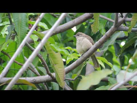 Bulbul žltkastobruchý (Pycnonotus conradi) — správanie, biotop a hlas