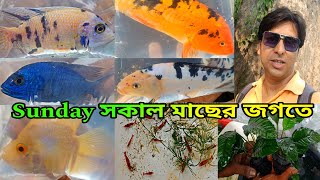রবিবার শ্রীরামপুরের রঙিন মাছের হাটে | Serampore Pet Market | Serampore Fish Market | Fish Market 