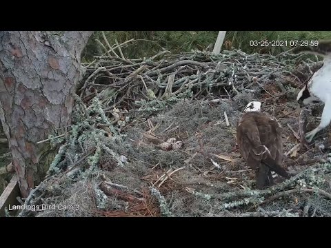 Early Morning Fish Delivery At Savannah Osprey Nest – March 25, 2021