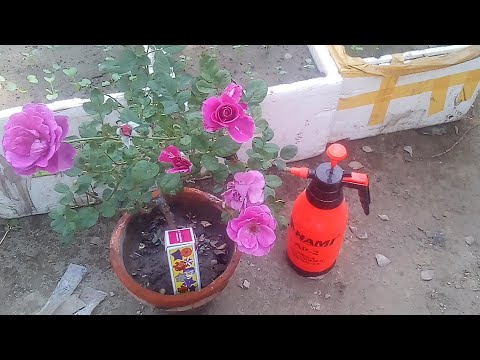 Gulab plant care grow tips with Murtaza Mali || phool wale pudhe kids care kaise Karen (Urdu Hindi)