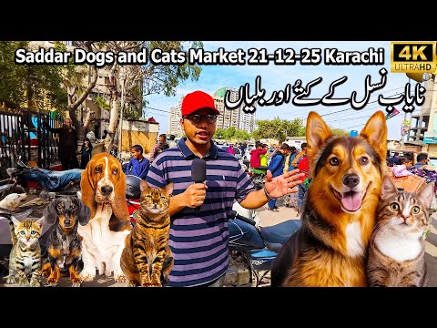 Dogs and Cats Market Saddar 21-12-25 Karachi | American Pit Bull Terrier Siberian Husky Dog Breeds