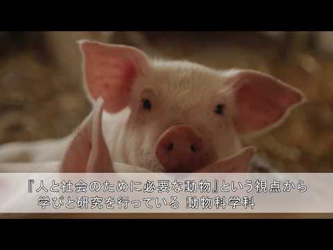 動物科学科 日本獣医生命科学大学 動物科学科紹介
