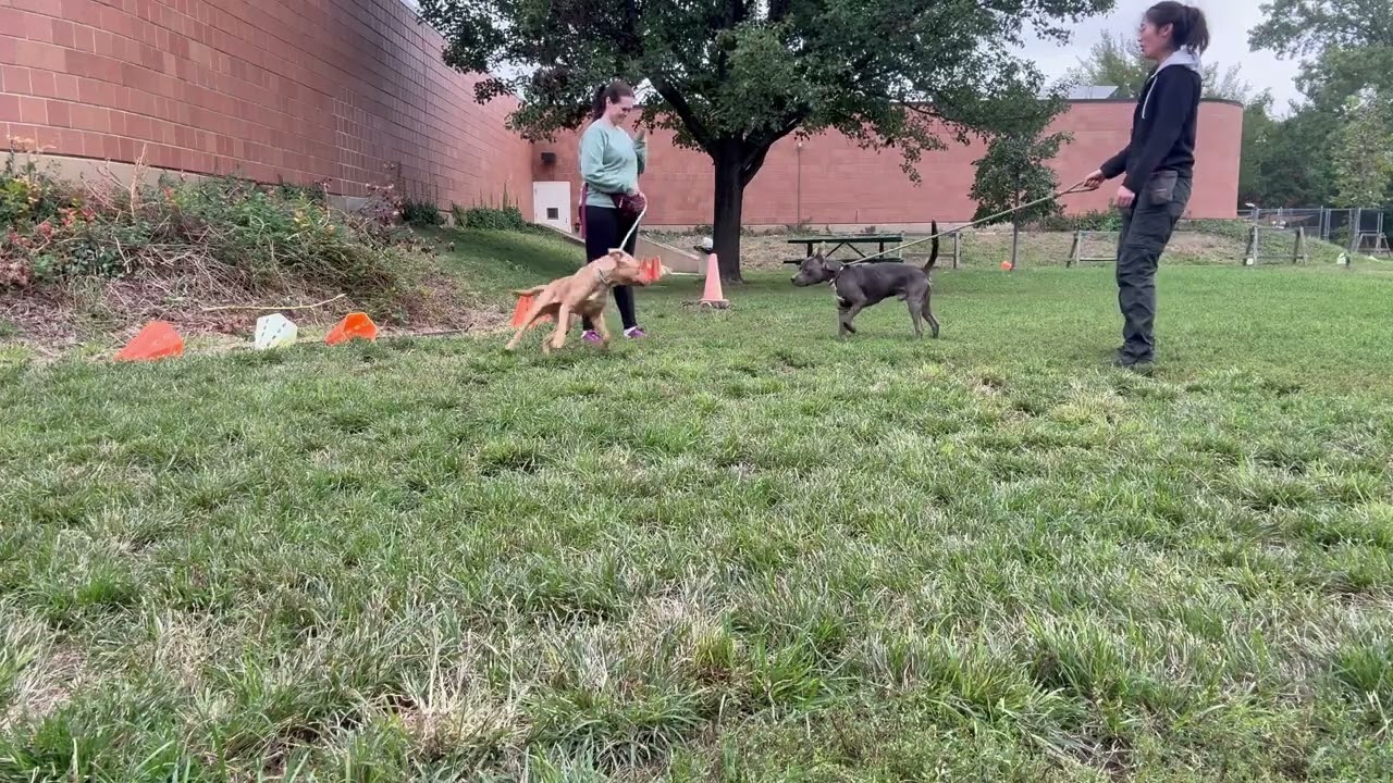 Jamaica's Leash Test