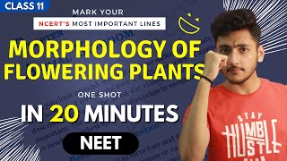 Morphology of Flowering Plants Class 11 | Biology | For NEET | Full Revision In 20 Minutes