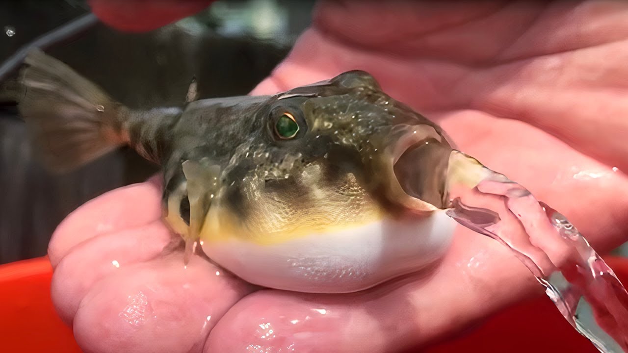 7 Strangest Animal Behaviors Caught On Camera