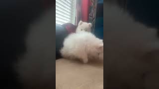 Samoyed Puppies Videos