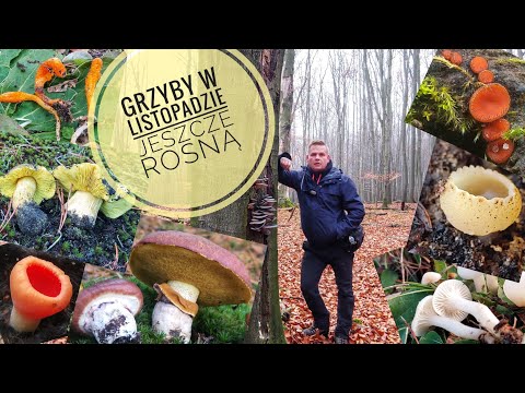 Grzyby w listopadzie - Jeszcze rosną ;)