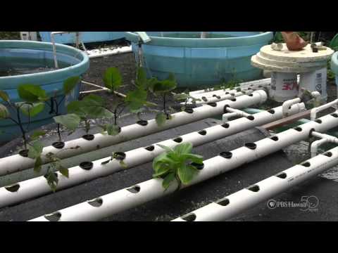 "Aquaponics" by Mid-Pacific Institute | HIKI NŌ 103 | PBS HAWAIʻI