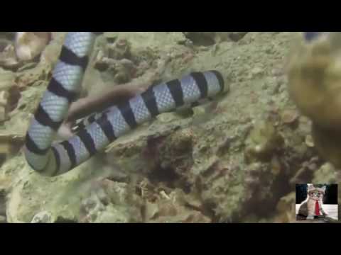 snakes and eels fight