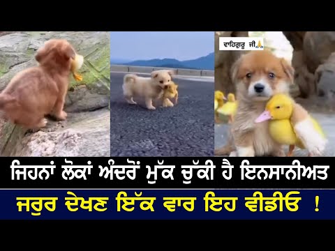 ਜਿਹਨਾਂ ਲੋਕਾਂ ਅੰਦਰੋਂ ਮੁੱਕ ਚੁੱਕੀ ਹੈ ਇਨਸਾਨੀਅਤ ਜਰੁਰ ਦੇਖਣ ਇੱਕ ਵਾਰ ਇਹ ਵੀਡੀਓ !