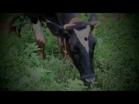 Kenyan cow: lone Fresian Cow Enjoy a Delicious Meal outside- cinematic film