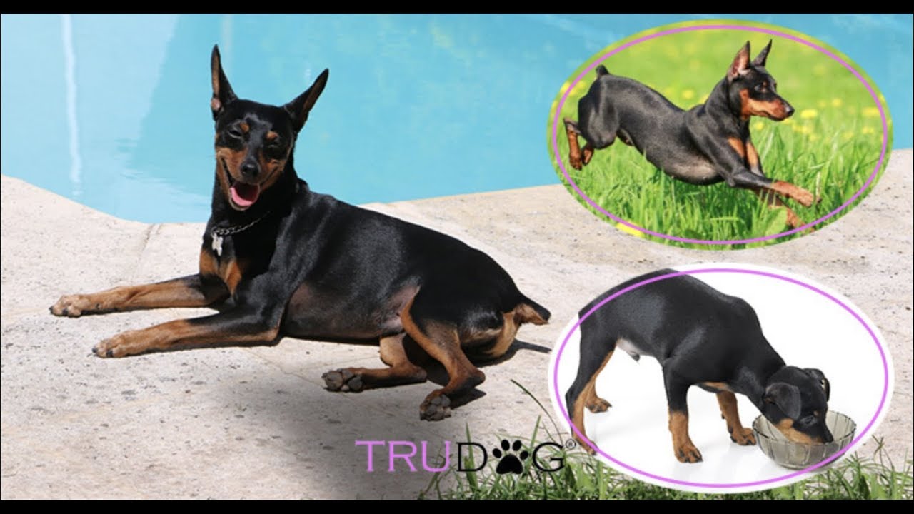 The Ultimate Guide To Caring For A Miniature Pinscher