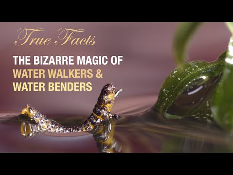 True Facts: The Bizarre Magic of Water Walkers