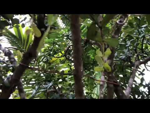 Chờ đón mùa bông 2023