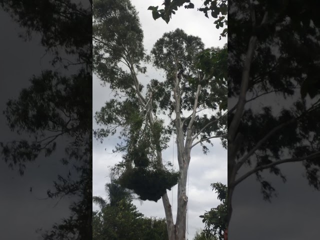 All Tree And Palm Trimming And Removal