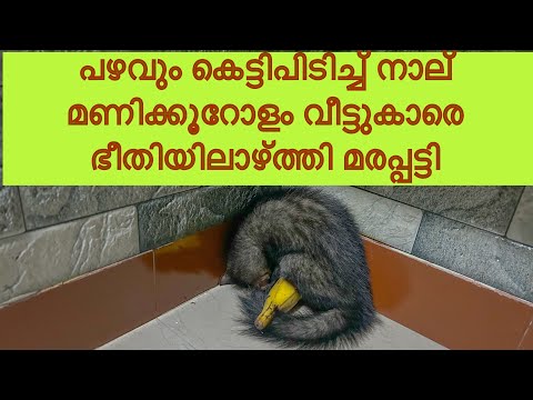 നാല് മണിക്കൂറോളം പഴവും കെട്ടിപിടിച്ച് ഇരിക്കുന്ന മരപ്പട്ടി| #TODDYCAT RESCUE #civetcatrescue