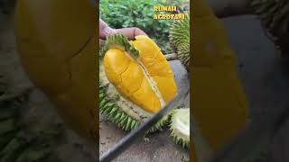 Download lagu Durian Petruk Andalan Indonesia mp3