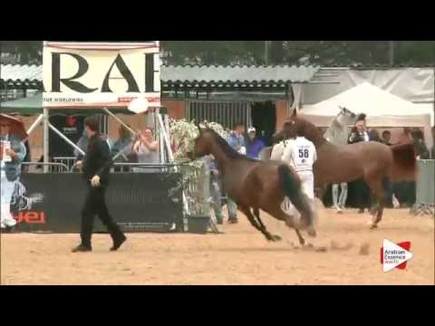 N.59 AJ SAWARI - Menton 2016 - Fillies 3 years old (Class 3)