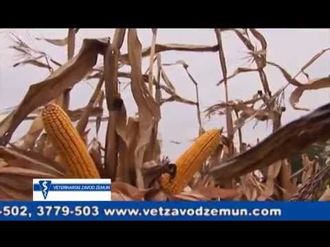 Hibridi kukuruza za sve! Šumadinac, Delija, Bećar i Sremac  Superior_394_04.04.2015.