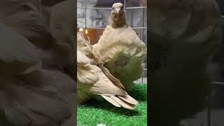 Chinese Owl Back flowers Yellow 🟡