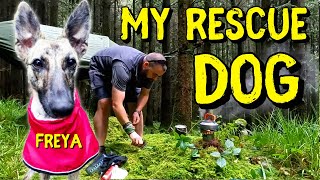 Introducing My Rescue Dog, Freya: A Relaxing Day in the Woods with My New Hiking Buddy