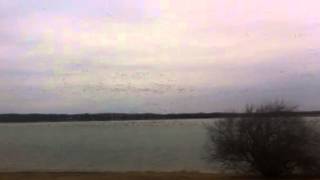 preview picture of video 'Snow Goose Flock - Holden City Lake, Johnson County, MO 2-28-14'