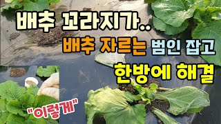 김장배추 자르는 범인벌레 잡고 이렇게 하면 한방에 해결  배추벌레 간단 퇴치방법