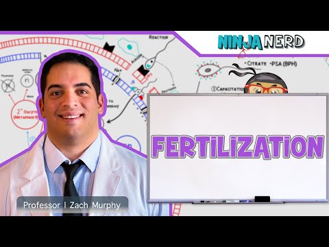 Reproductive System | Fertilization