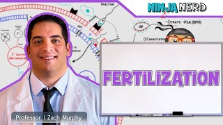 Reproductive System - Fertilization