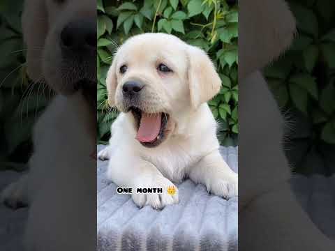 One month Vs 1 year Labrador transformation #feed #doglover #dog #shots #pets #dogbreed