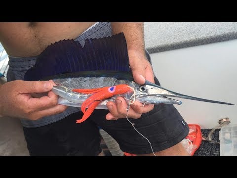 IFISH Micro Sailfish off DARWIN