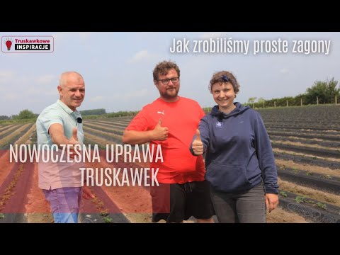 Strawberries in single beds. We finally made straight beds!