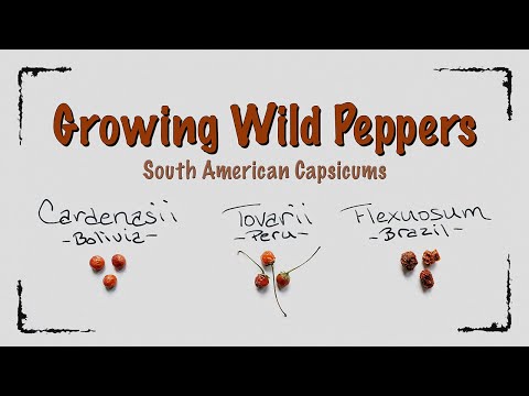 Growing Rare Wild Peppers - Cardenasii, Flexuosum, Tovarii