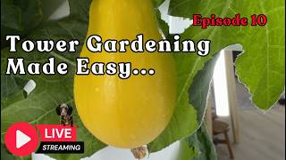 Tower Gardening Made Easy LIVE STREAM #towergarden #gardening #hydroponicgardening #farm