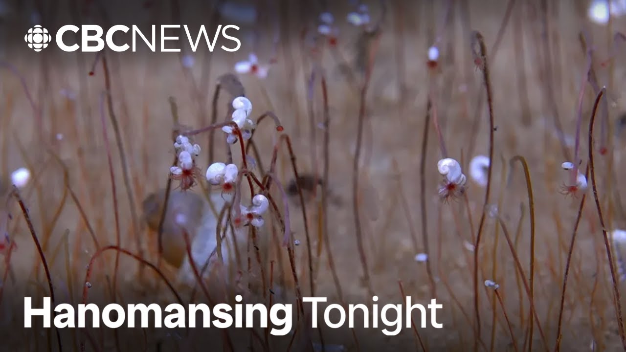 Mariana Trench Expedition Discovers Astonishing New Life Forms