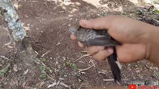 Download lagu Mikat burung perkutut mengunakan racik#mantap mp3