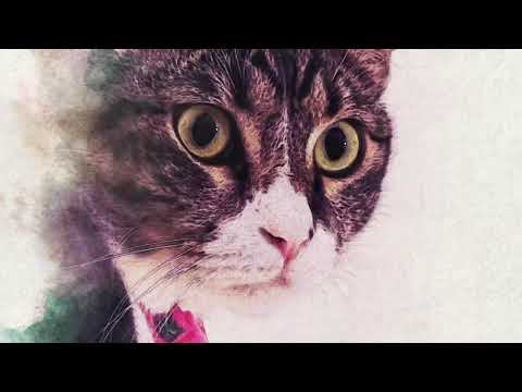 CAT MEOWING [ separation anxiety meow when she’s left alone at home ] #nurbaba