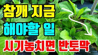 참깨 지금시기에 해야할 것 시기 놓치면 수확량 반토막납니다.
