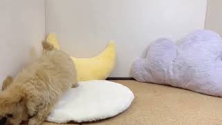 ハーフ犬の動画01